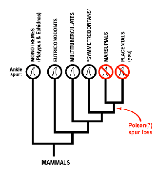 Evolution New Discoveries Of Fossil Mammals Fill In The Blanks